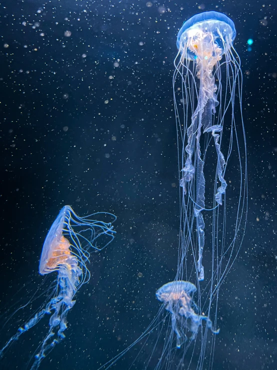 some very pretty looking jellyfish in the water