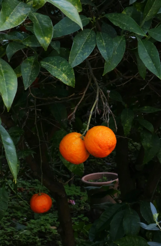 a group of oranges are hanging from a tree