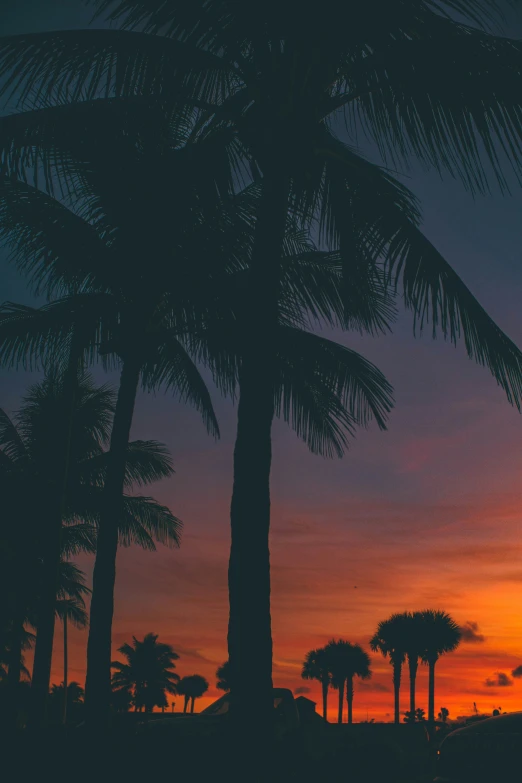 palm trees are silhouetted against an orange sunset