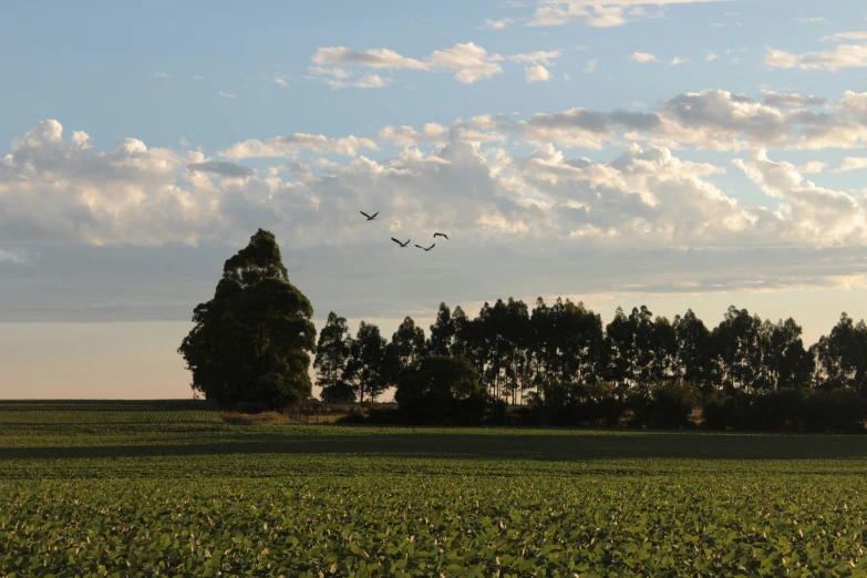 two birds flying over a green field with trees