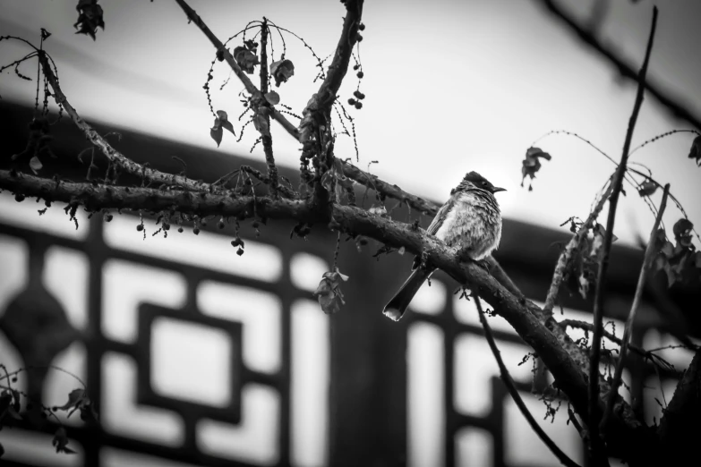 a bird sitting on top of a tree nch