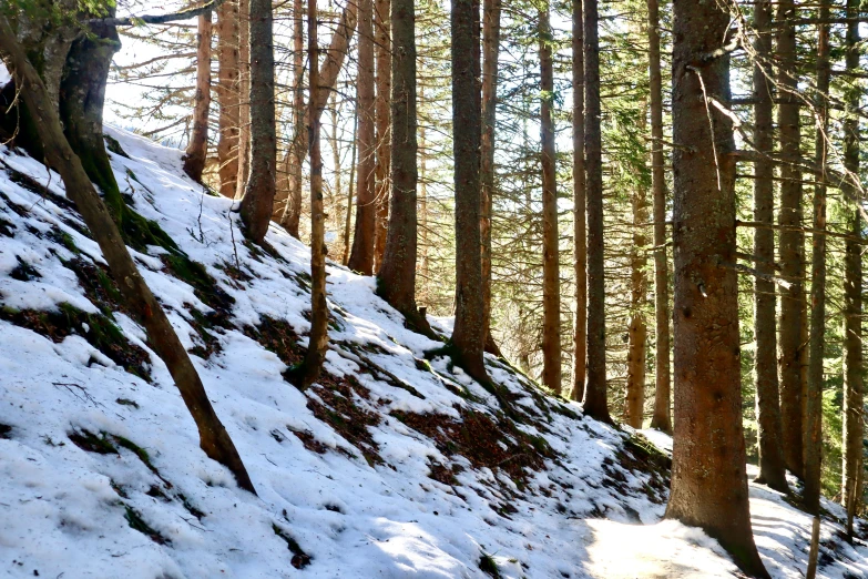 a snow covered trail with large trees on the side