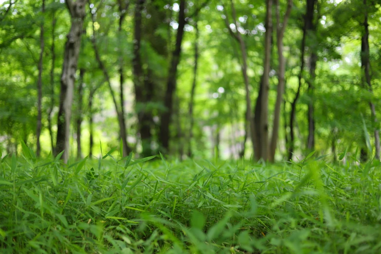 a forest full of trees with green grass