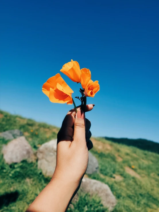 a person holds flowers while standing on a grass covered hill