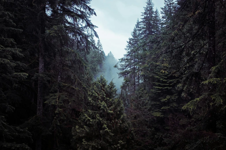 a dark and foggy forest, with some tall evergreen trees