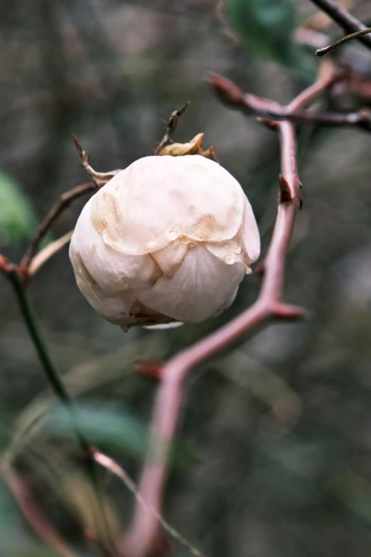 a nch with a ball on it and a leaf