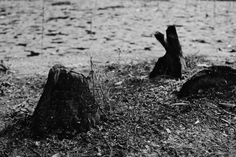 two wooden logs on the grass with a fence and field in the background