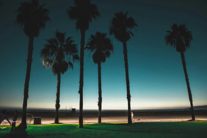 palm trees, beach at dusk in silhouette