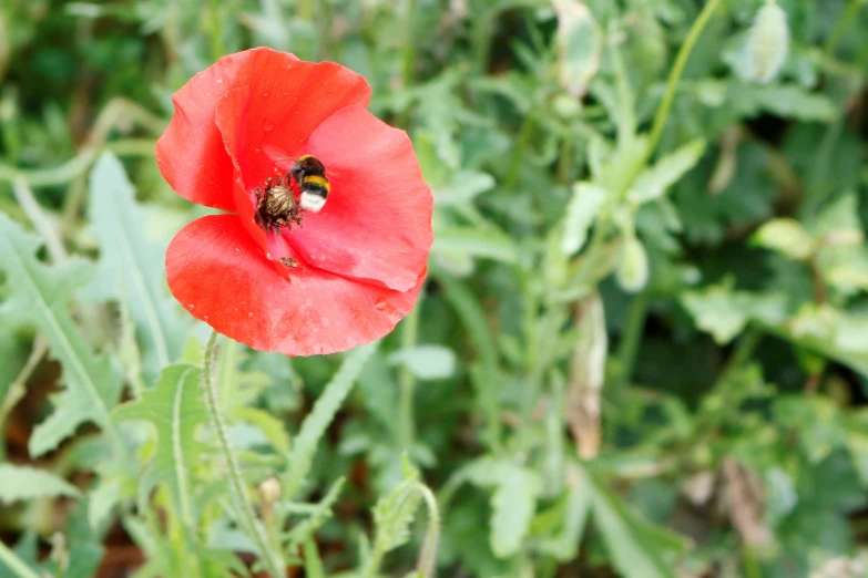 a bum is sitting on top of a red flower