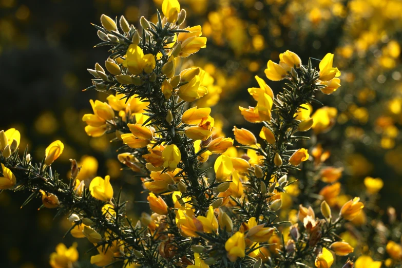 a tree with bright yellow flowers in the sunlight