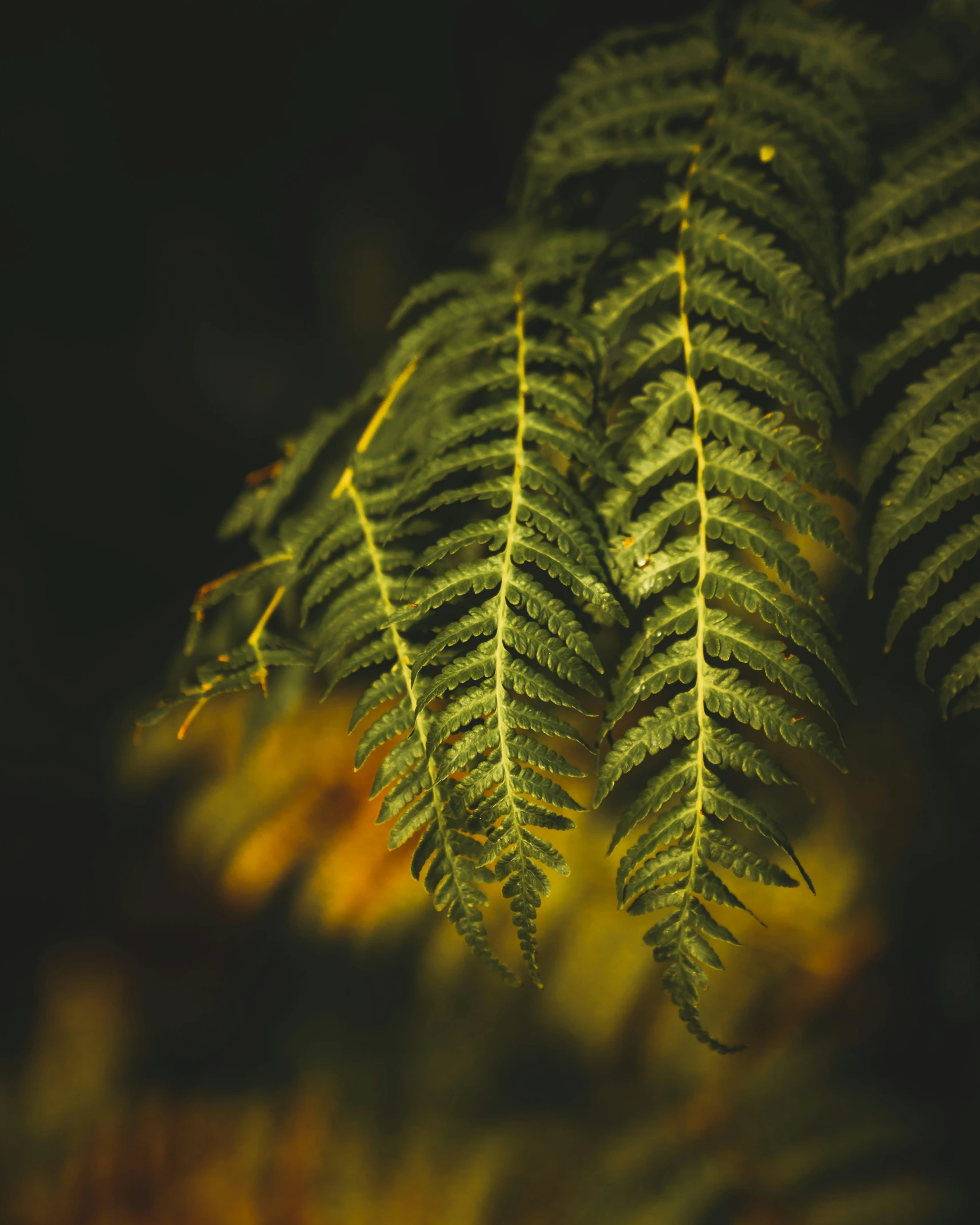 a green leafy plant with the yellow and brown back drop