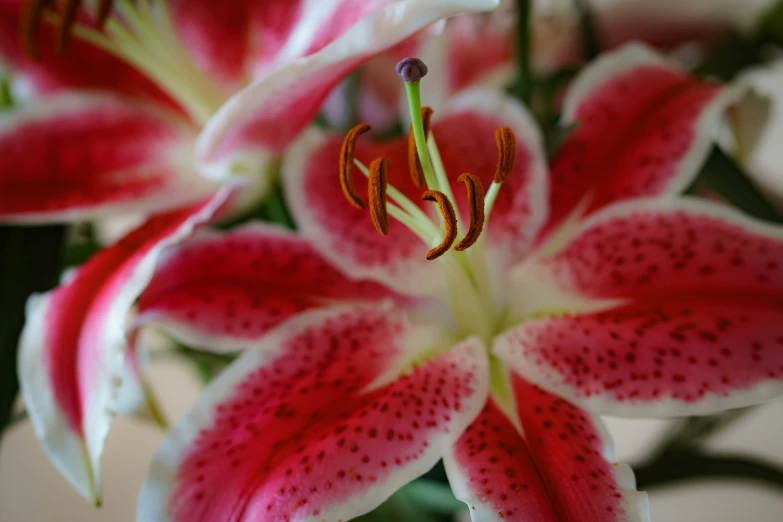 a pink and white flower is being used as a background