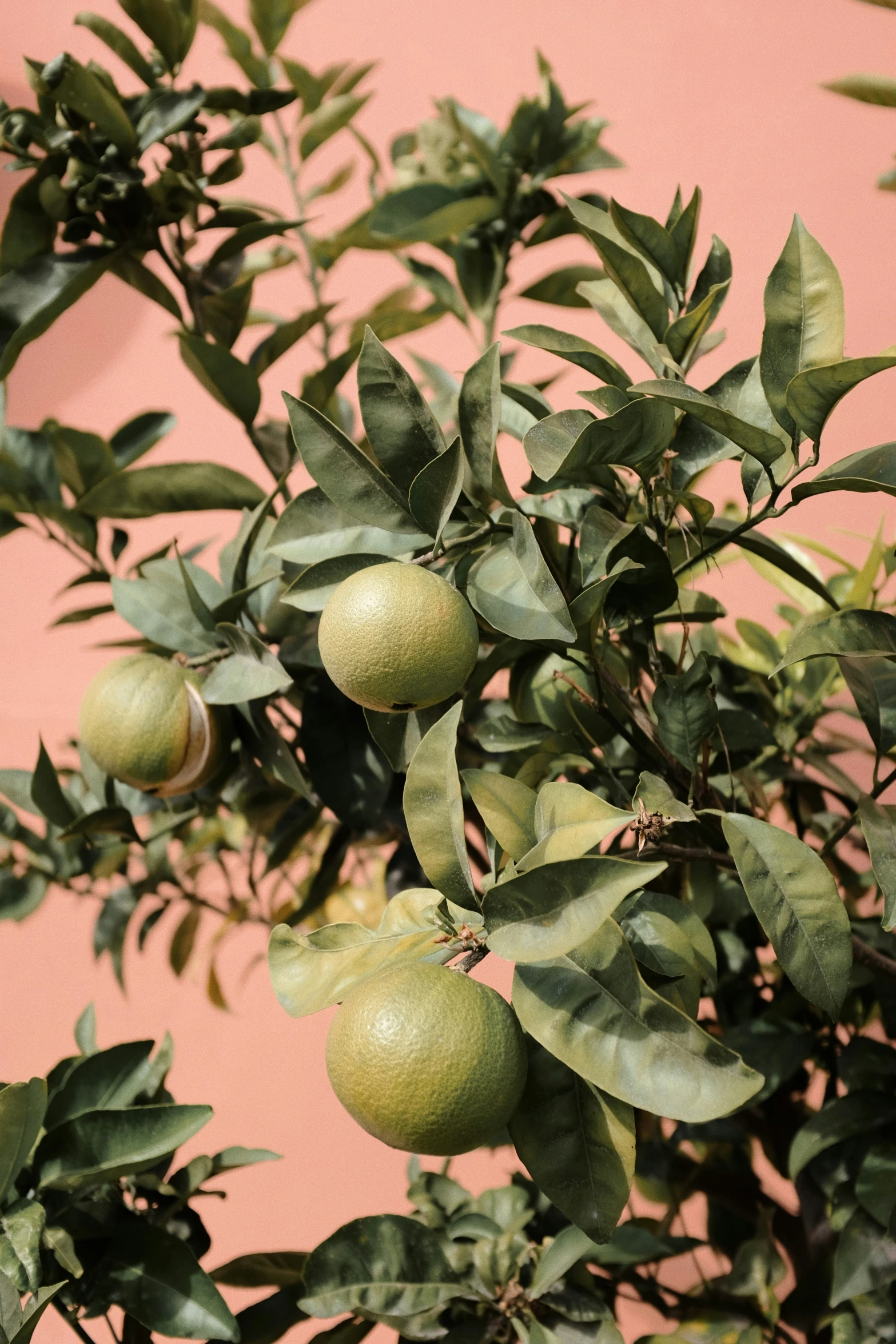 a tree full of lemons hanging on it's nches