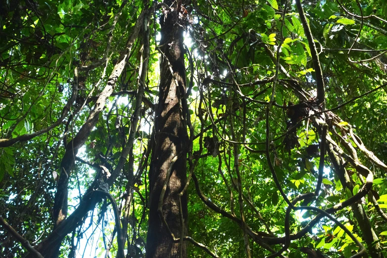 a very tall and skinny tree in the middle of a forest