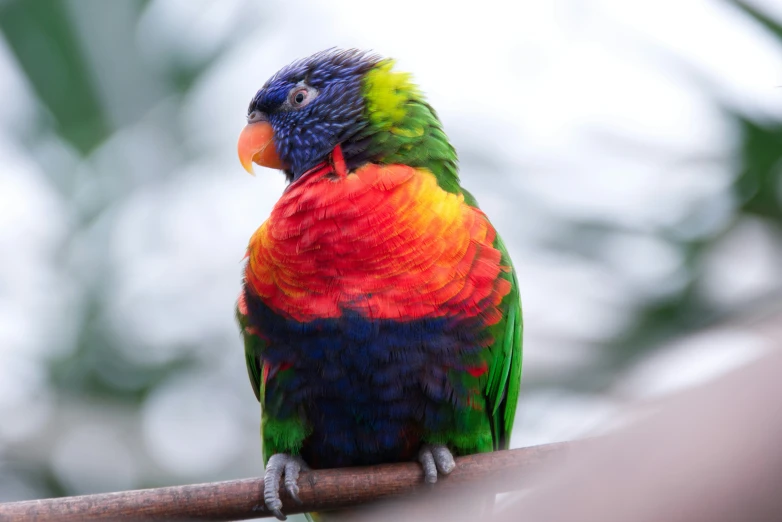 a parrot sitting on top of a tree nch