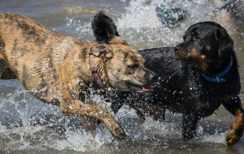 two dogs playing in the water at the beach