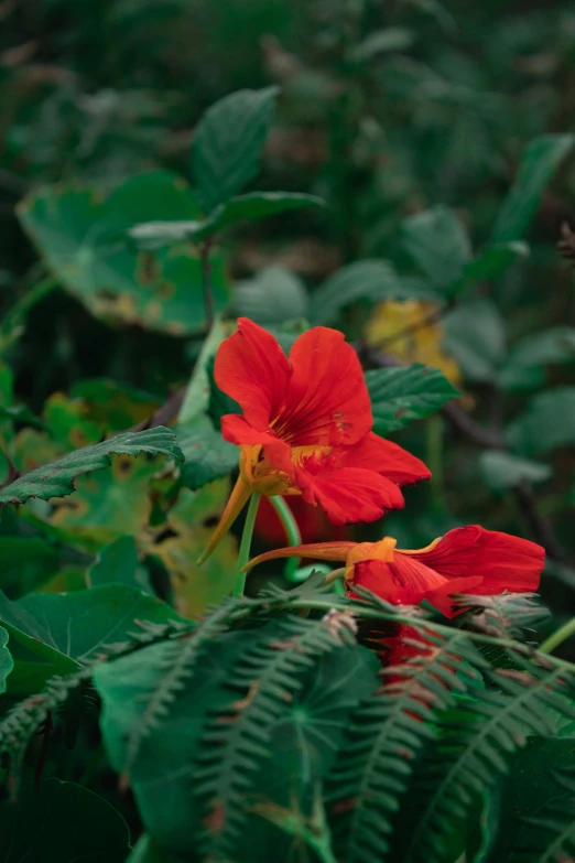 a single red flower in the woods