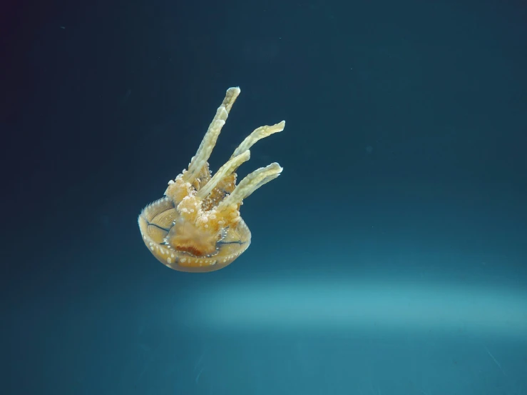 an image of a floating fruit in the ocean