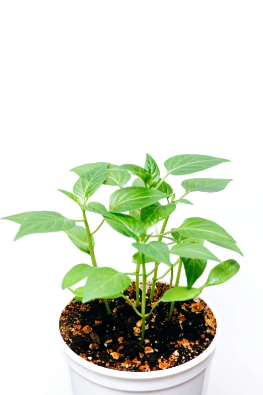 a potted plant with green leaves is shown