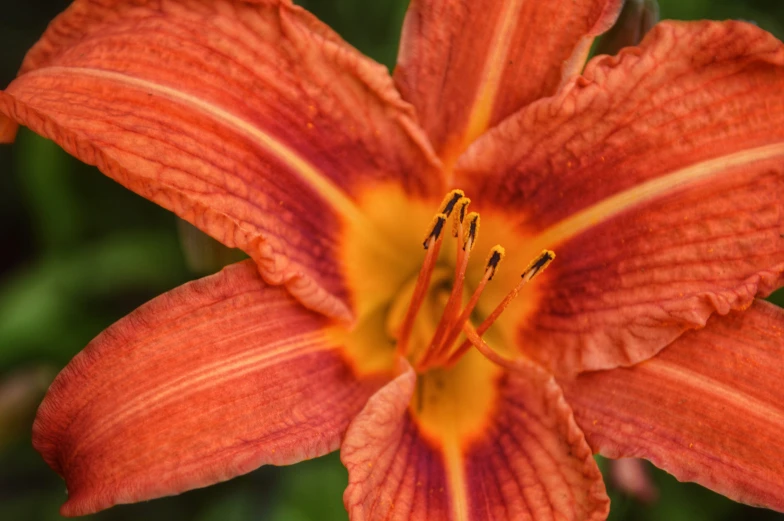 a large orange flower sitting in front of some green leaves