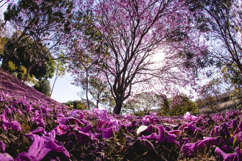 an uphill po shows purple flowers in a tree - lined field