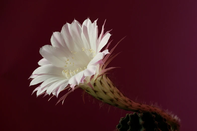 an image of a close up of a flower