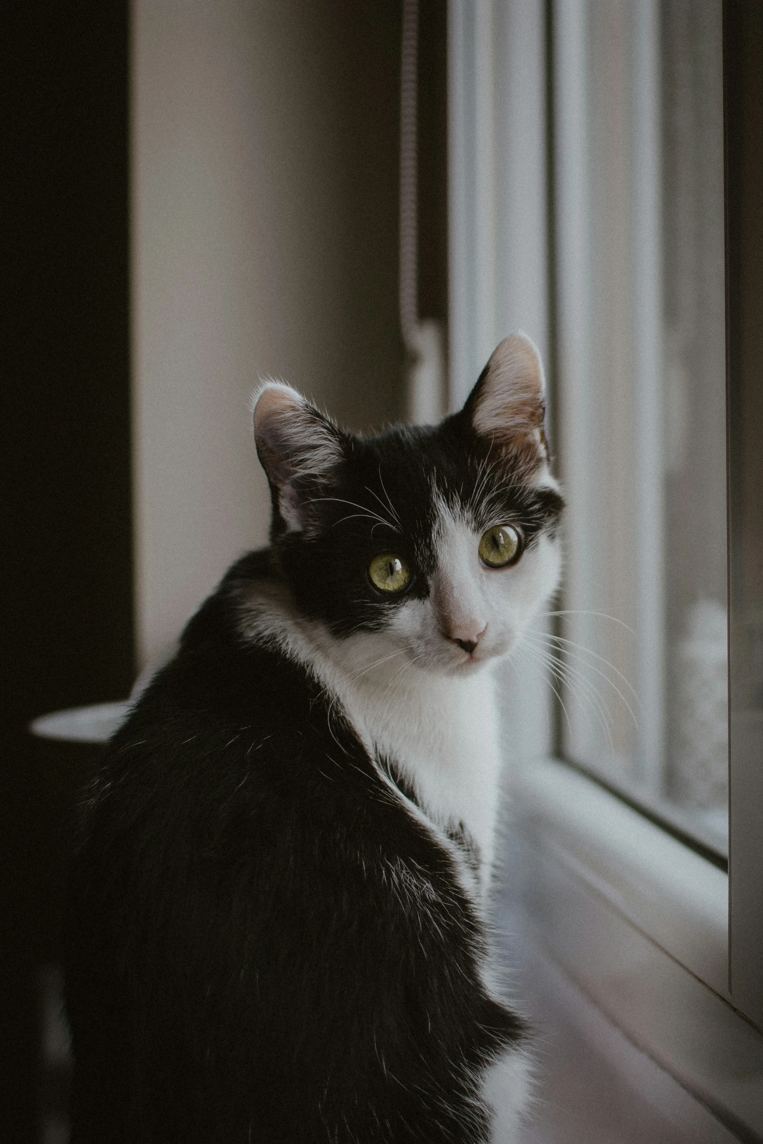 a cat that is sitting on a windowsill looking outside