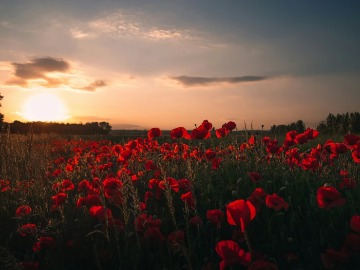 a field with red flowers on a beautiful day