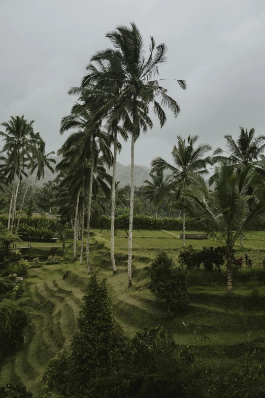 there is a tree with a green field in the background