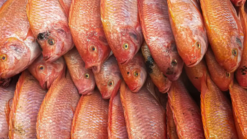 fish with holes are displayed on a pile