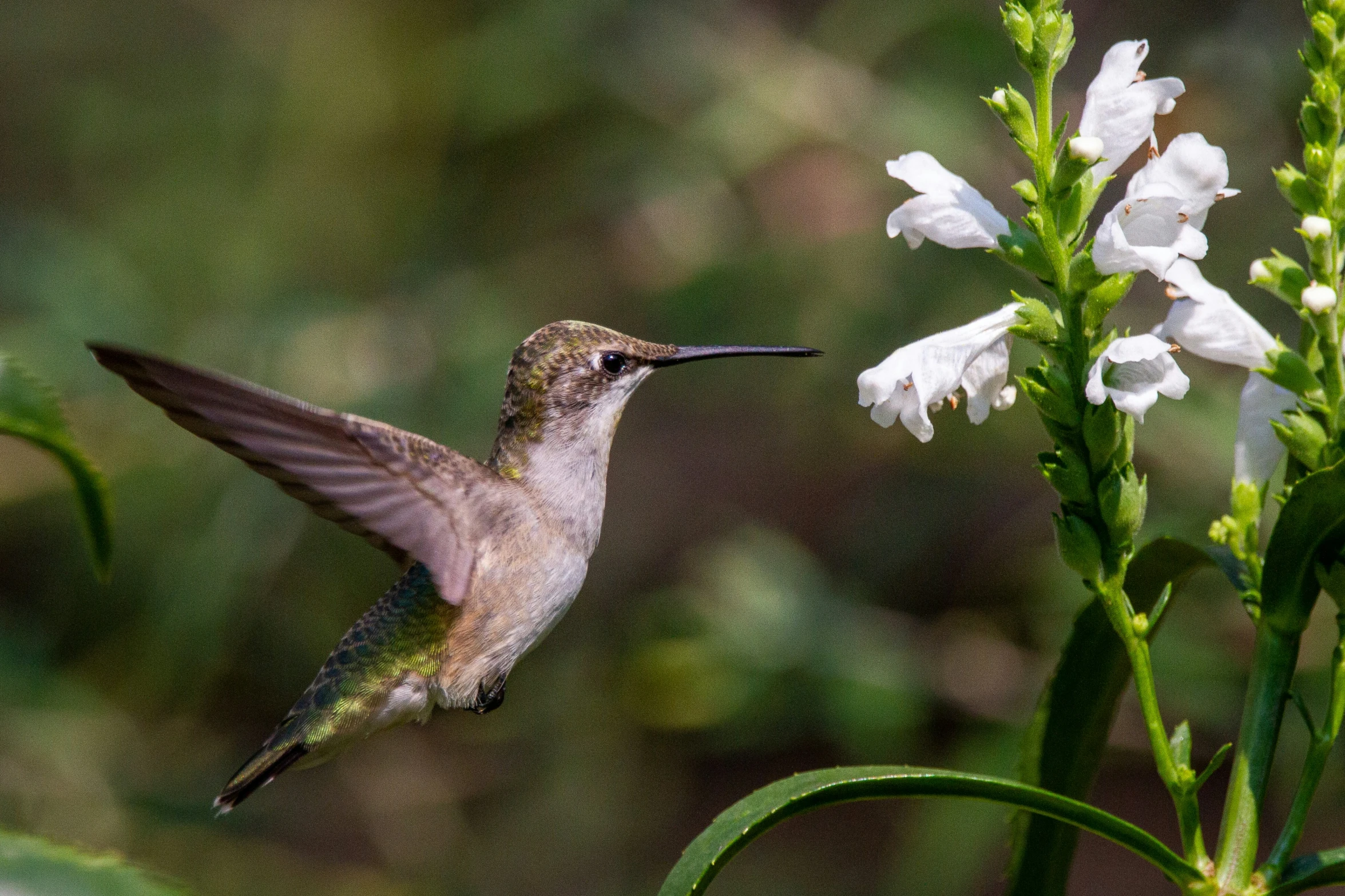 a humming bird is flying around white flowers