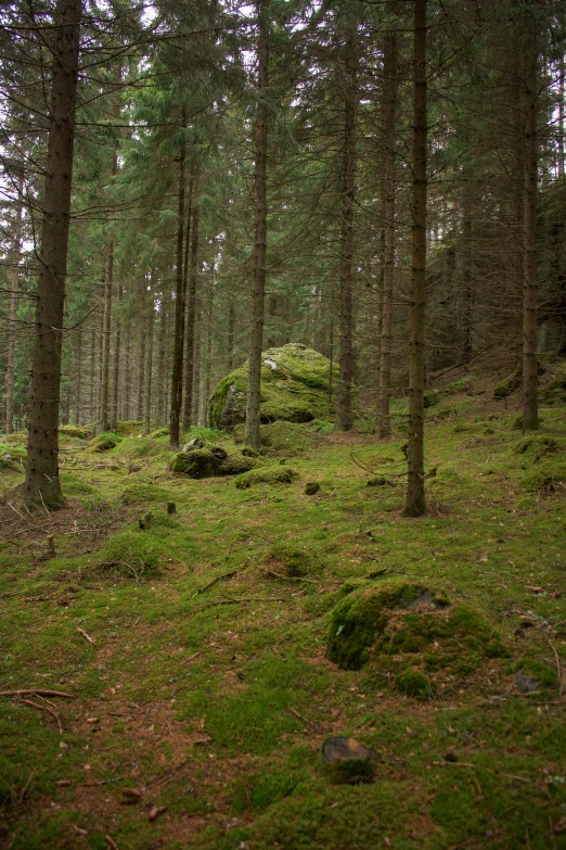 the view of the ground in the woods, showing moss on the trees