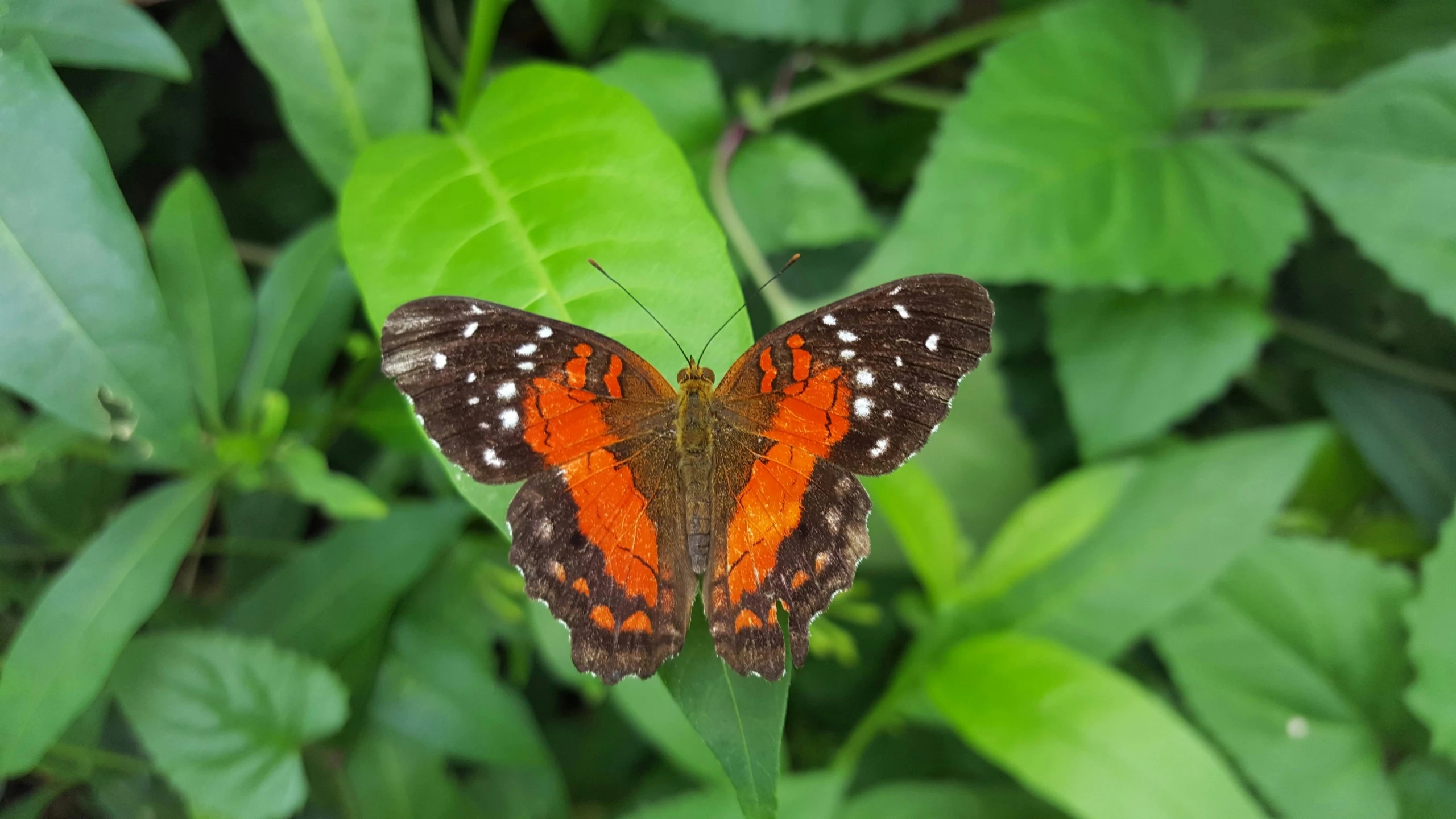 a red erfly with white spots is perched on a green leaf