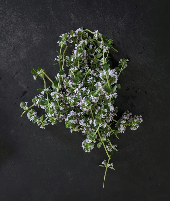 small white flowers sitting on the ground