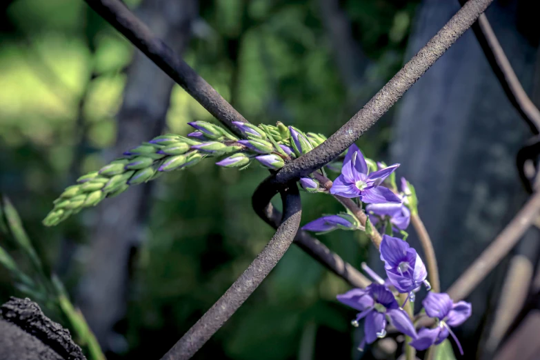 some purple flowers hang on a tree nch