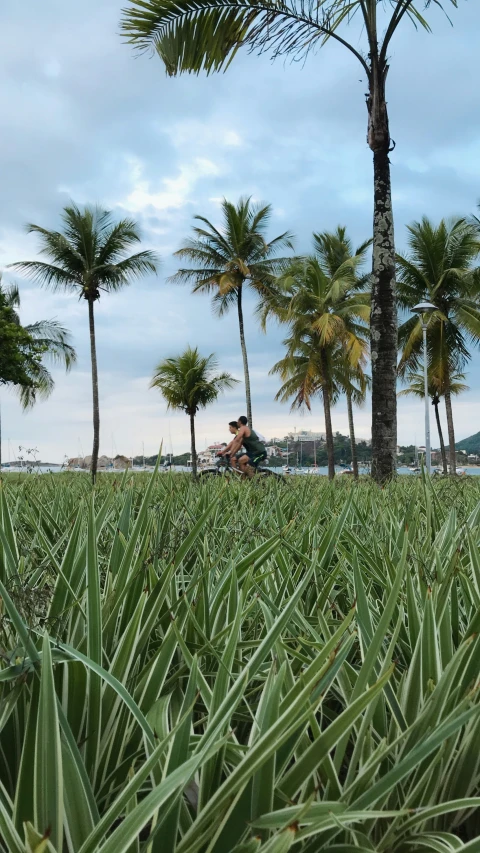 a person sitting in the grass among several trees