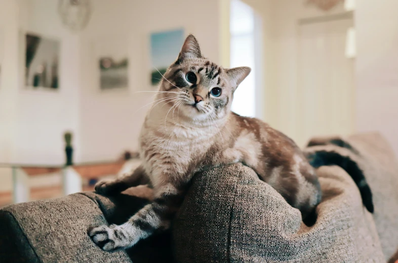 a cat sitting on top of a gray couch in a living room