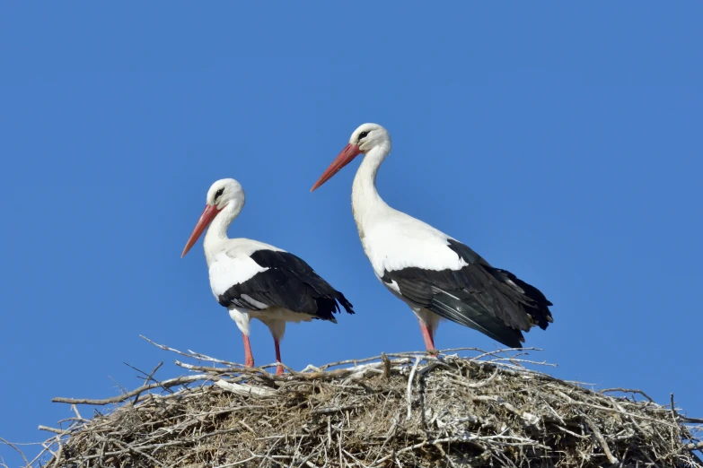 two birds are sitting on top of a nest