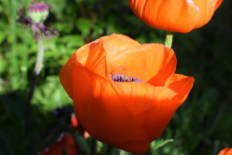 orange flowers growing in a field with lots of greenery