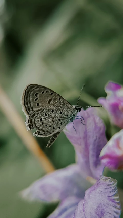 a gray and black moth is on a pink flower