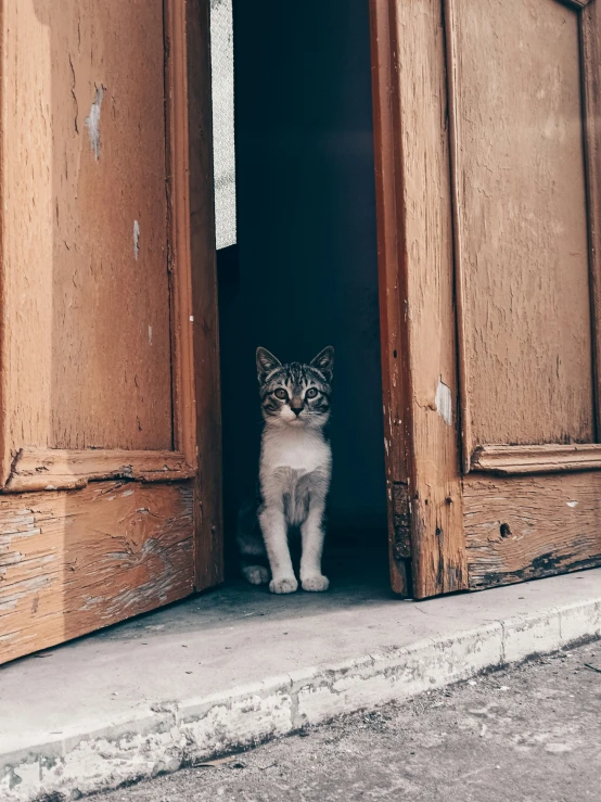 a cat is looking out the doorway of an old building