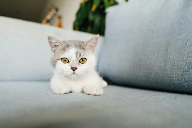 a small white and gray cat sitting on a blue couch