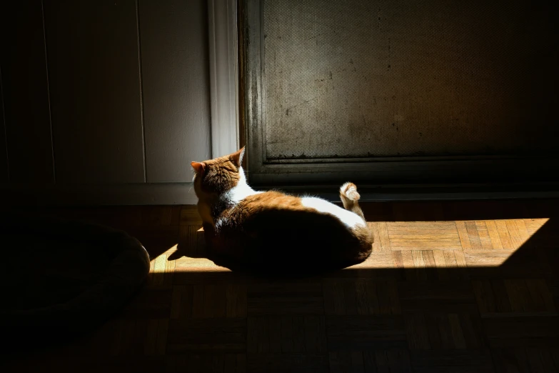 a cat sitting on a floor in the shade