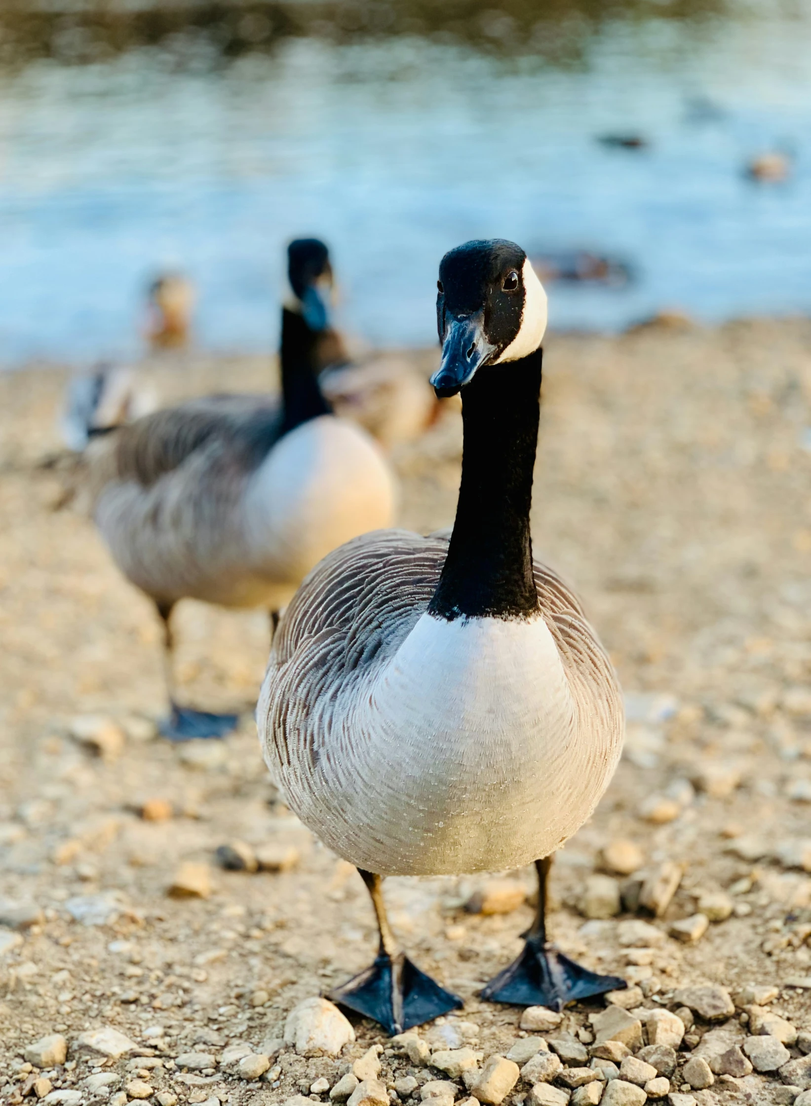 a close up of two ducks on a beach near water