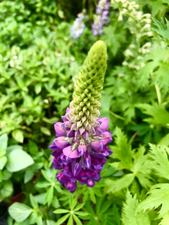 a bunch of pretty flowers in a garden