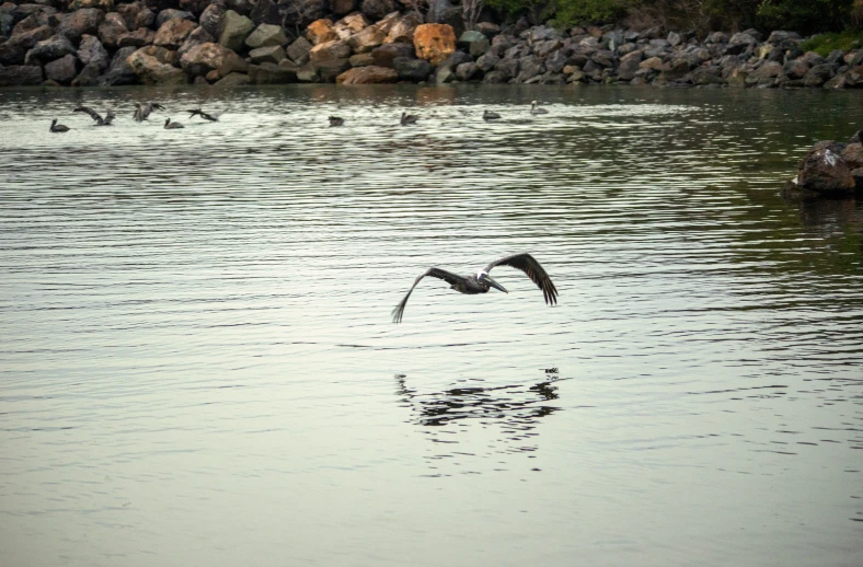 the bird is flying over the water by himself