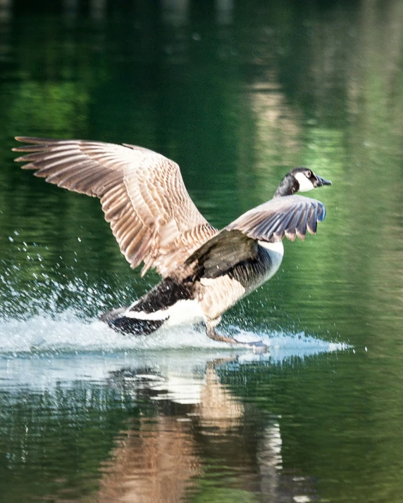 an image of a bird landing in water