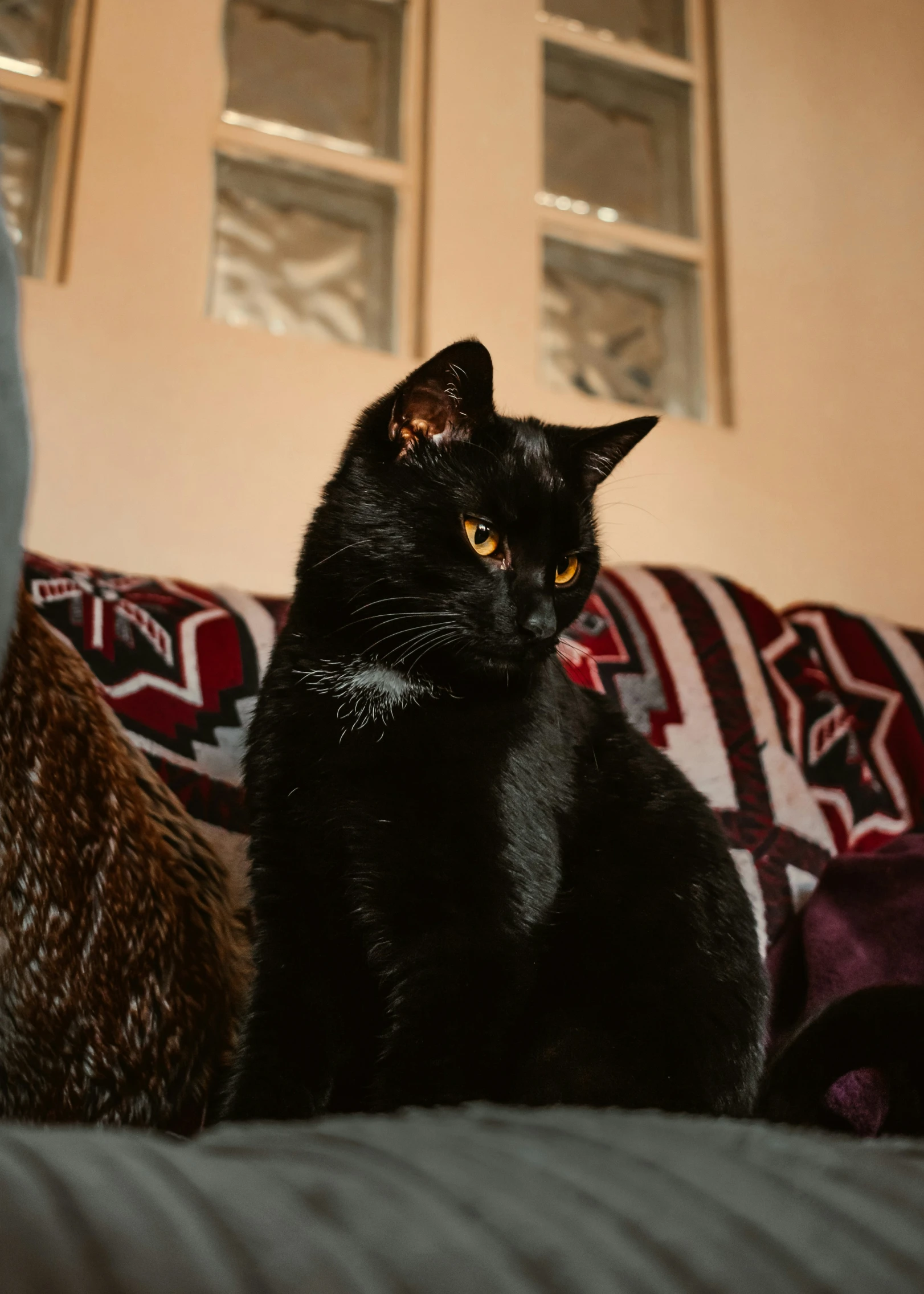 a black cat sits on a pillow looking off into the distance