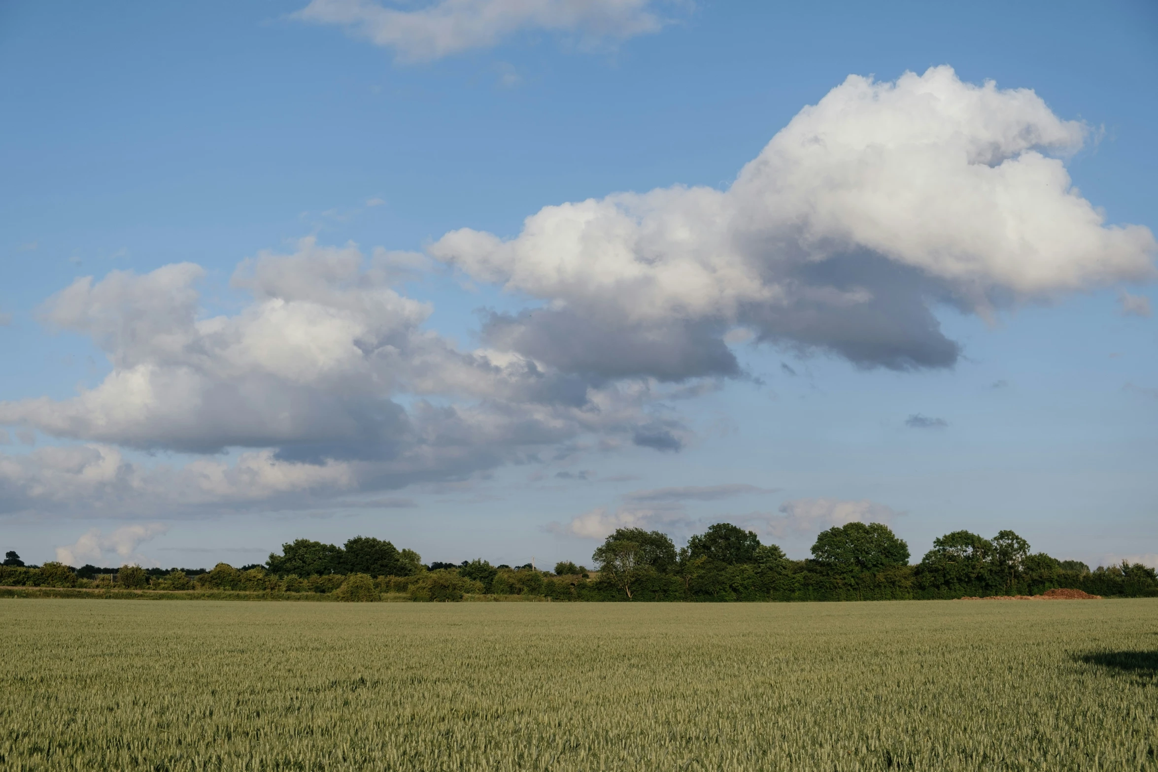 a green field with trees and a blue sky in the background