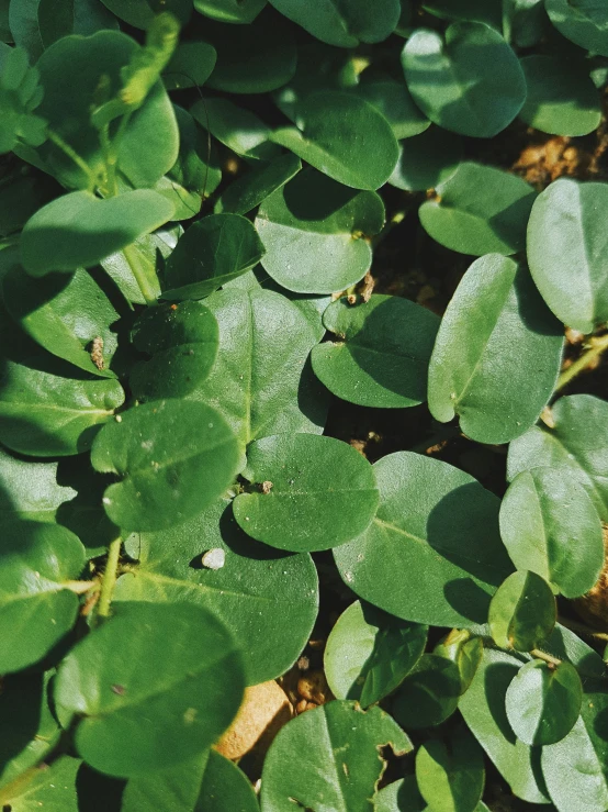 the leaves of a plant are green and lush